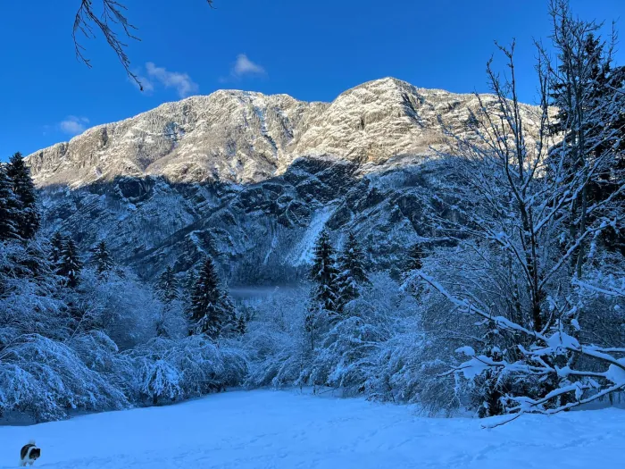 Zasnežen gozd in gore blizu Bohinjskega jezera
